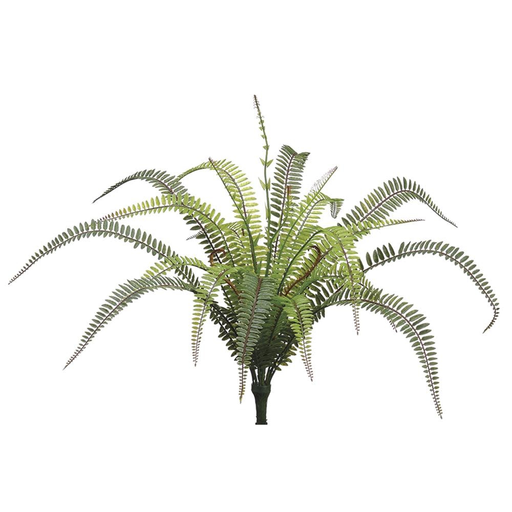 UV Protected Tall Boston Fern Fiddleheads