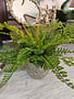 Custom Sword & Leather Fern in Green Terra Cotta Container