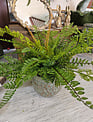 Custom Sword & Leather Fern in Green Terra Cotta Container
