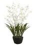 27" Dendrobium Orchid Drop In