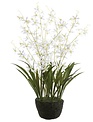 27" Dendrobium Orchid Drop In