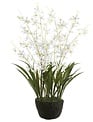 27" Dendrobium Orchid Drop In