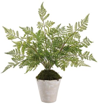 Natural Twig Lace Fern in Pot