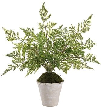 Natural Twig Lace Fern in Pot