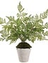 Natural Twig Lace Fern in Pot