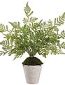 Natural Twig Lace Fern in Pot