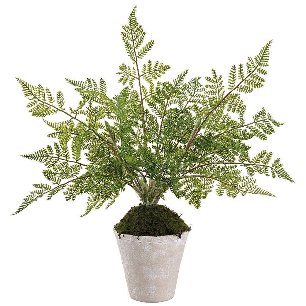 Natural Twig Lace Fern in Pot