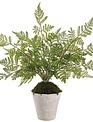 Natural Twig Lace Fern in Pot