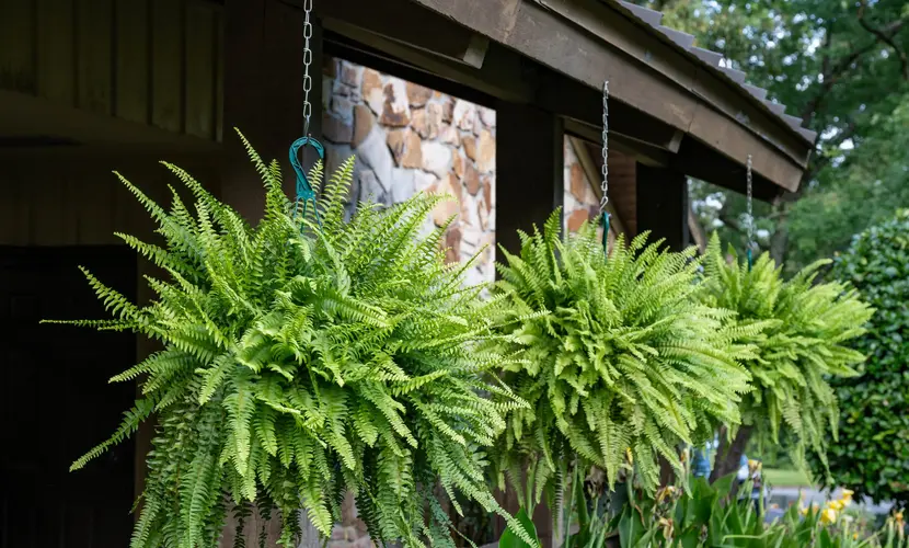 Artificial Ferns for Outdoor Spaces: Porch, Patio & Covered Areas