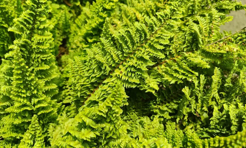Artificial Ferns vs. Real Ferns: Which Is Better for Home Décor?