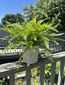 Custom Mixed Fern in Footed Container