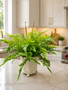 Custom Mixed Fern in Footed Container
