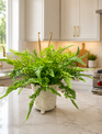 Custom Mixed Fern in Footed Container