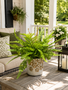 Custom Mixed Fern in Golden Flower Petal Container