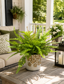 Custom Mixed Fern in Golden Flower Petal Container