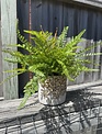 Custom Mixed Fern in Golden Flower Petal Container