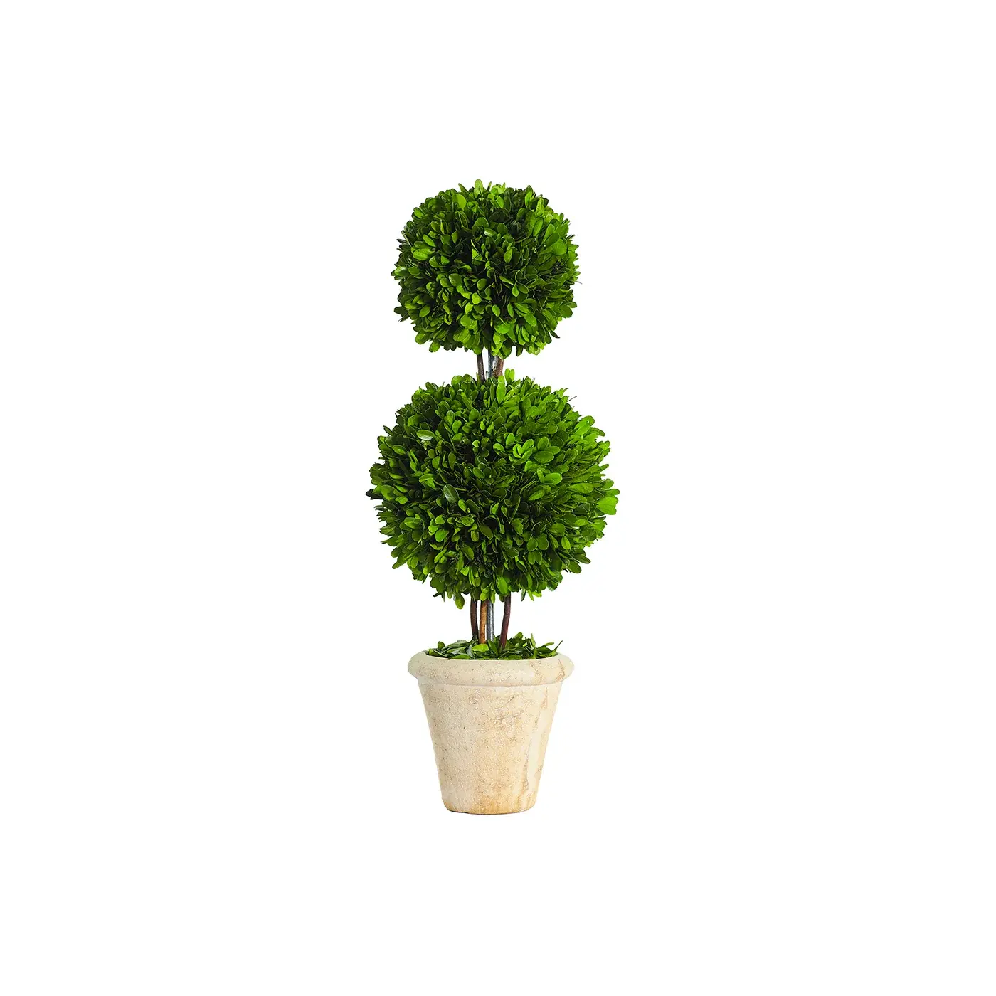 Double Ball Preserved Boxwood Topiary