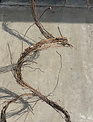24' Grapevine Bundle
