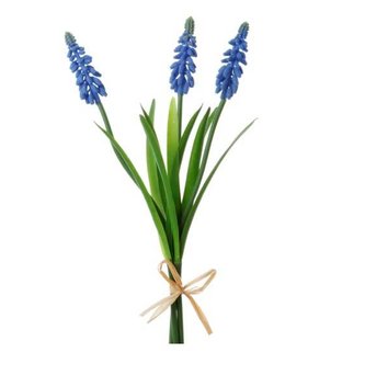Blue Muscari Bundle
