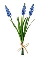 Blue Muscari Bundle