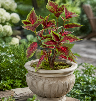 15" Coleus Bush