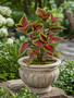 15" Coleus Bush