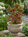 15" Coleus Bush