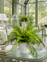 Custom Fern in White Ceramic Container