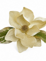 10" Clip on Golden Magnolia