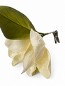 10" Clip on Golden Magnolia
