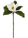 Small Magnolia Bloom