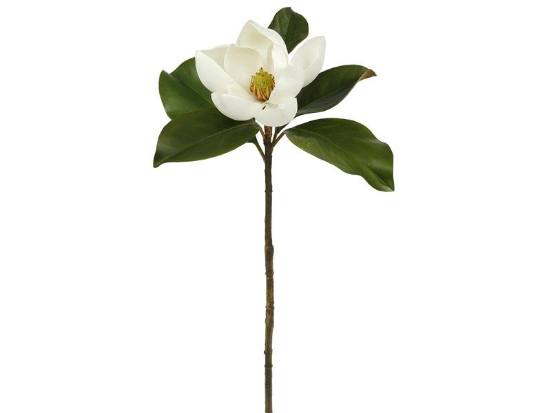 Small Magnolia Bloom