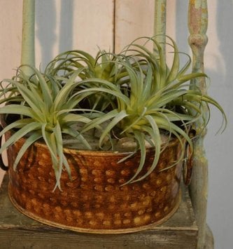 Air Plant Pick