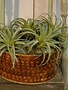 Air Plant Pick