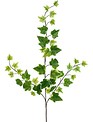 Variegated Ivy Spray