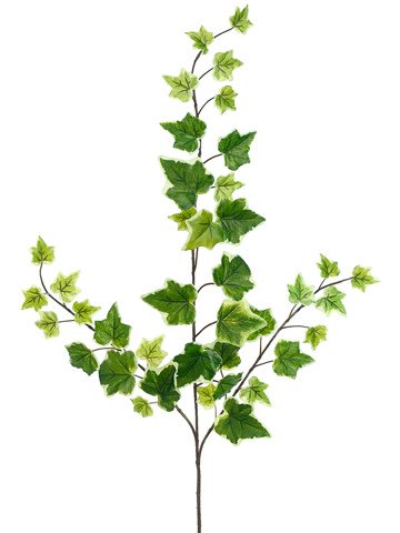 Variegated Ivy Spray