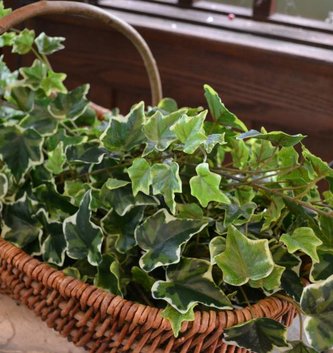 Variegated Ivy Spray