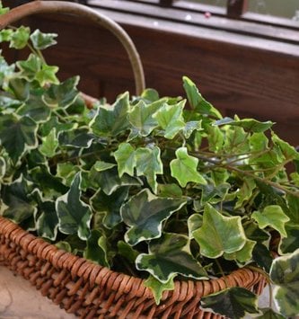 Variegated Ivy Spray