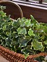 Variegated Ivy Spray