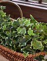 Variegated Ivy Spray