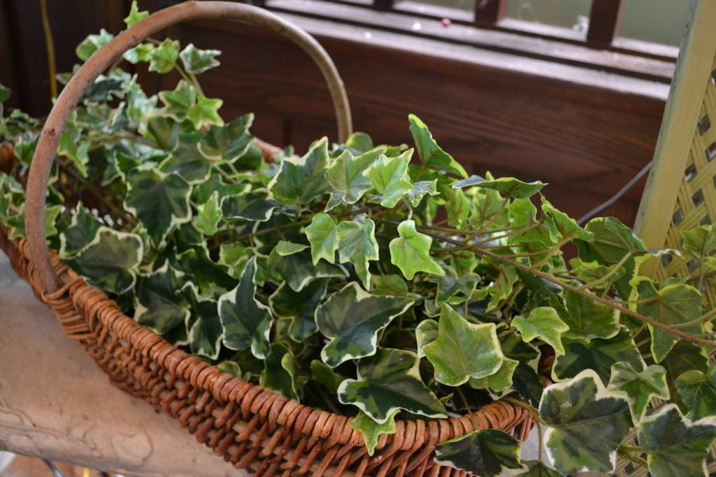 Variegated Ivy Spray