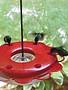 Hummerfest Hummingbird Feeder (2 Sizes)