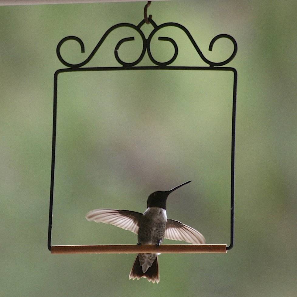 Original Hummingbird Swing