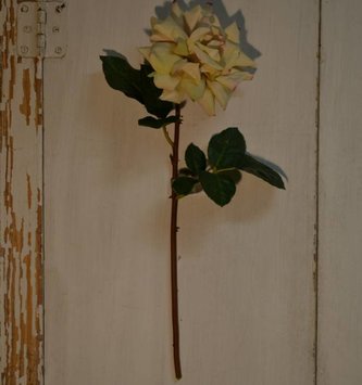 Cream Dutchess Rose