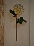 Cream Dutchess Rose