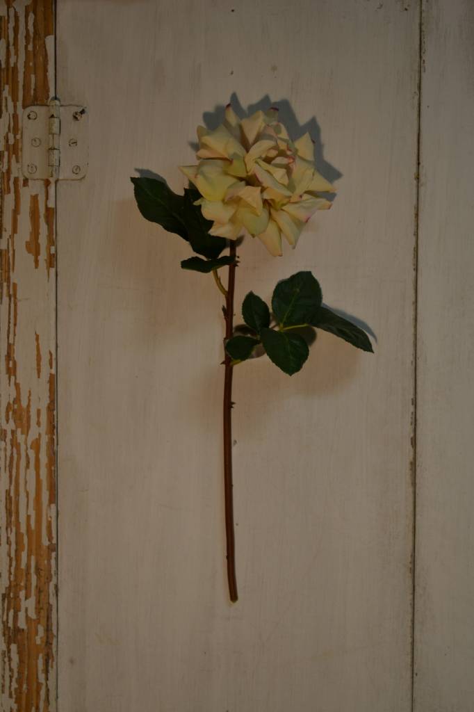 Cream Dutchess Rose