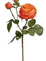 English Rose Bloom (4-Colors)