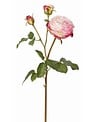English Rose Bloom (4-Colors)