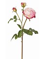 English Rose Bloom (9-Colors)