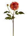 Large Dahlia Bloom